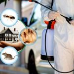 Commercial Pest Control: Sydney's Proven Methods